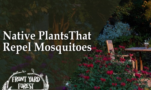 Native Plants That Repel Mosquitoes Naturally in Columbia SC - Front Yard Forest sustainable landscaping article