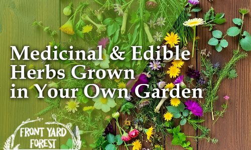Medicinal & Edible Herbs in SC | Grow and Forage Naturally - Front Yard Forest sustainable landscaping article