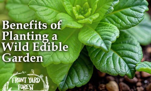 Blossom on a Budget: Transform Your Yard with Wild Edible Gardens - Front Yard Forest sustainable landscaping article